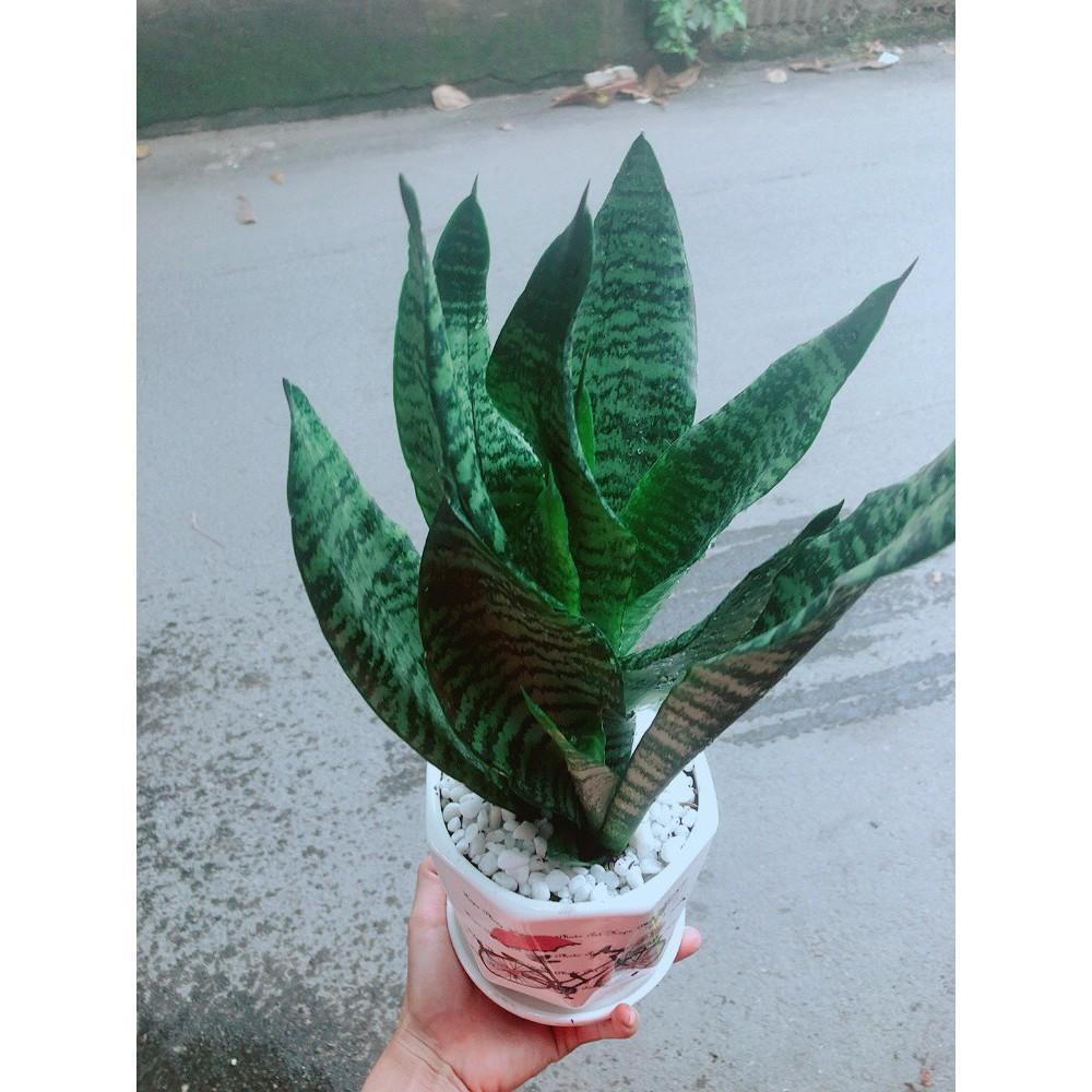 Chậu Lưỡi Hổ Thái Xanh