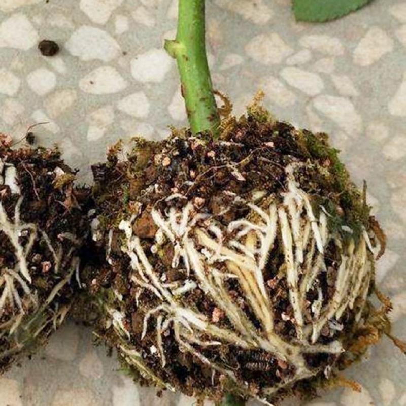 5 Bầu chiết cành tiện dụng-hộp chiết cành 6cm