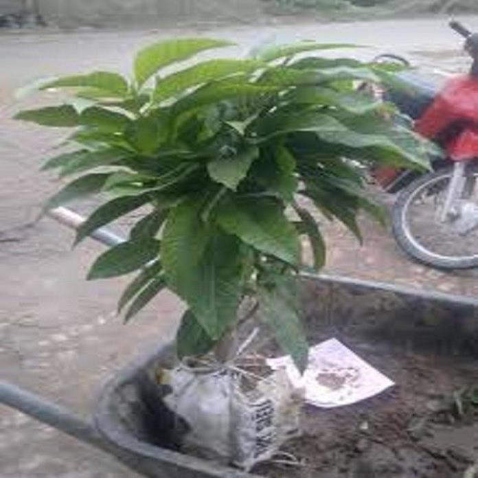 CHẬU CÂY HOA NGỌC LAN HOA VÀNG - CÂY CHOAI LỚN, SẮP HOA