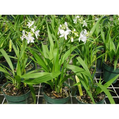 CHẬU GIỐNG HOA ĐỊA LAN CHU ĐỈNH ĐỦ MÀU -CÓ 12 MÀU, KHÔNG CHỌN MÀU