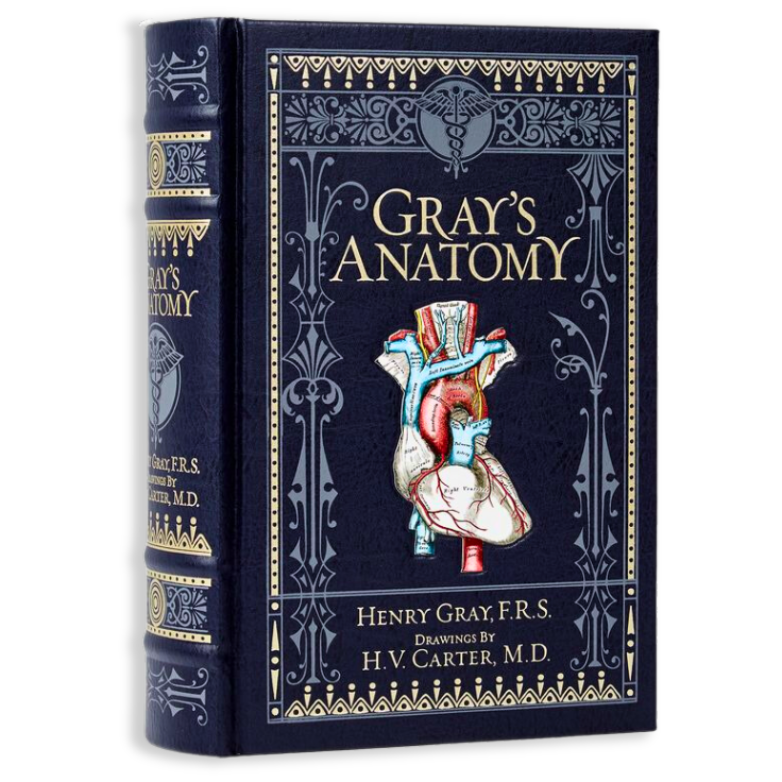 Artbook - Sách Tiếng Anh - Grays Anatomy