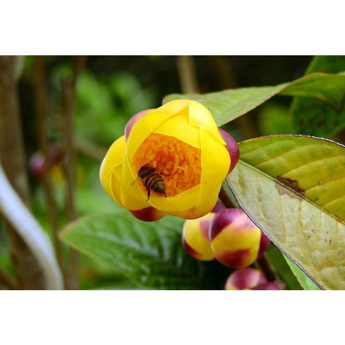 Cây giống trà hoa vàng, cây cao 20 cm, cây Dược Liệu Quý, vừa làm cảnh vừa có trà uống