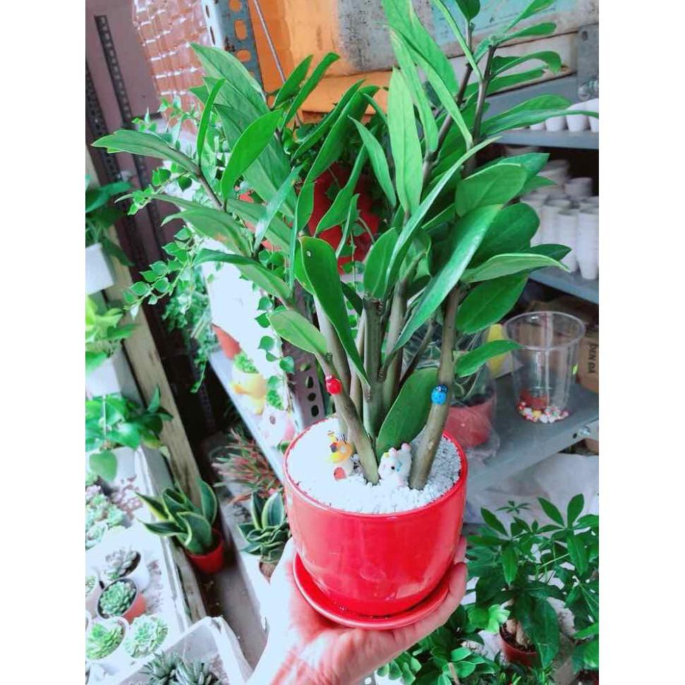 Chậu cây kim tiền Bán Chạy