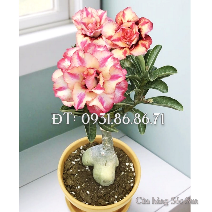 Hạt giống hoa sứ kép Thái Lan thân lùn cánh xoăn nhọn màu vàng, hồng – Bịch 10 hạt – Mã số 1756