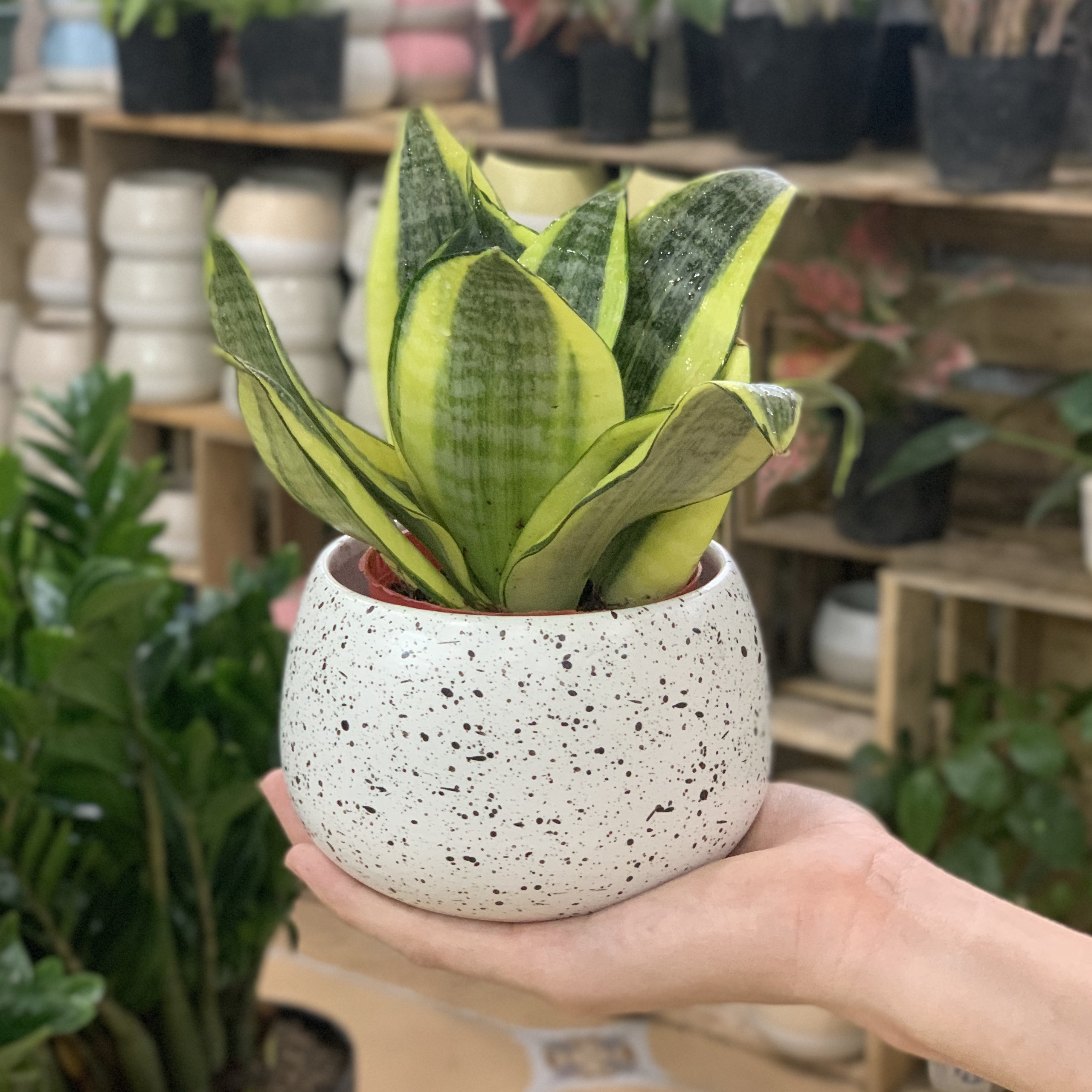 Cây Lưỡi Hổ Thái để bàn
