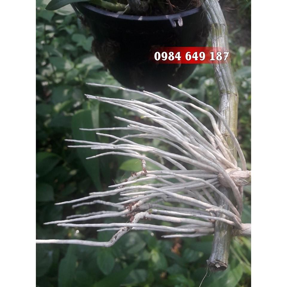 Kích rễ Chai không san chiết