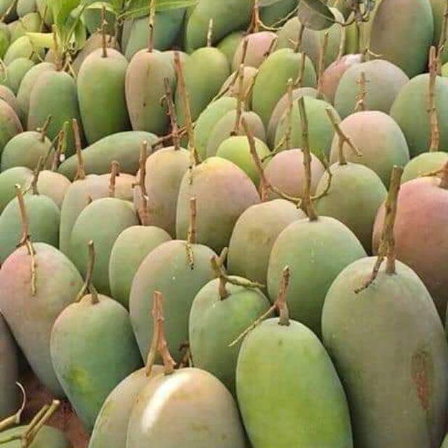 Cây giống Xoài hạt lép An Giang