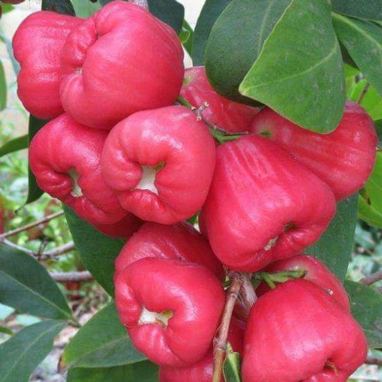Giống mận đường