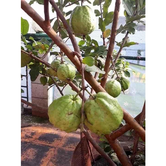 Cây giống Ổi Không Hạt Xá Lị