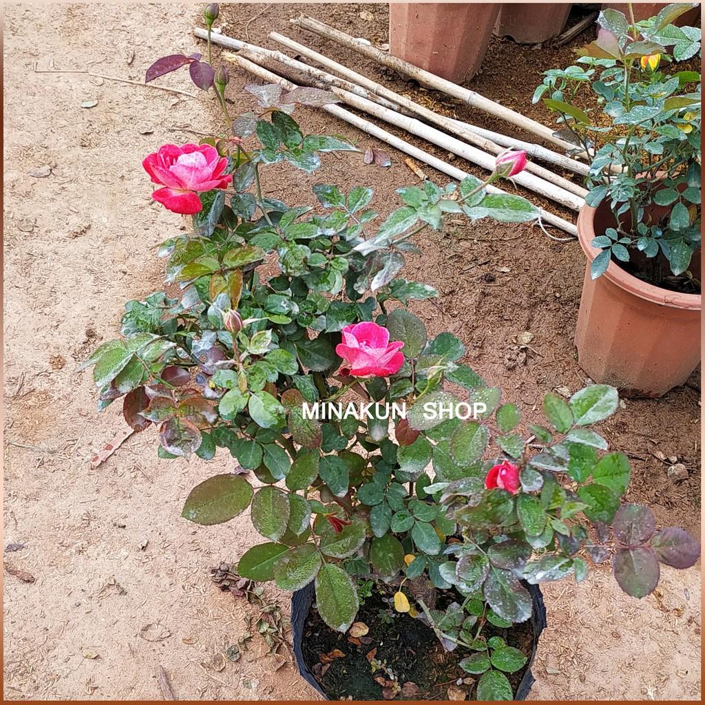 Hoa hồng ngoại Lady Candle cực đẹp MinaKun Shop