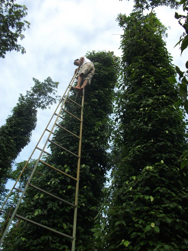 Cây giống Tiêu Trâu.