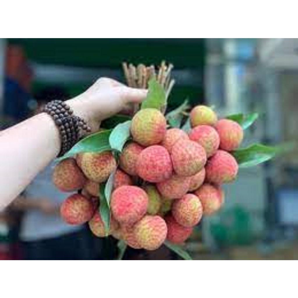 Cây giống Vải Thiều Lục Ngạn siêu trái. .