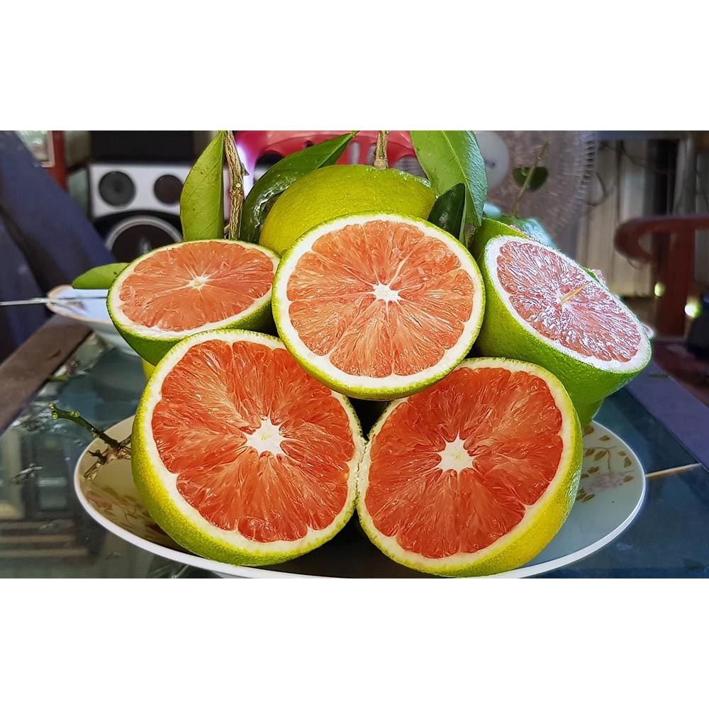 CÂY Giống Cam Cara Ruột Đỏ không hạt Nhật Bản.