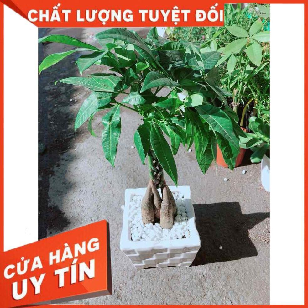 Chậu Kim Ngân 5 Thân Nhiều Người Mua