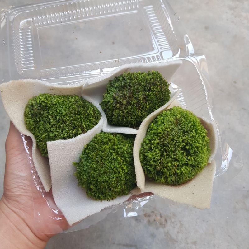 Rêu Minifiss Lá Nước - Rêu Minifiss Lá Cạn - Rêu Trang Trí Bể Cá - Rêu Trải Nền Hồ Thủy Sinh