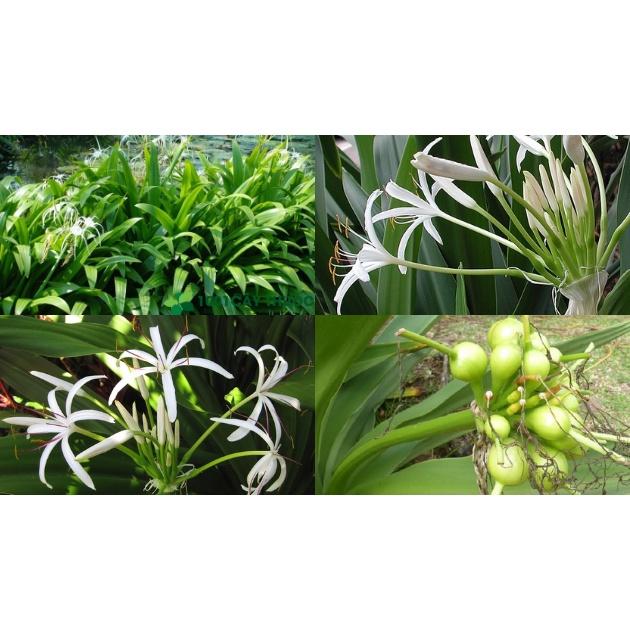 Củ giống cây đại tướng quân