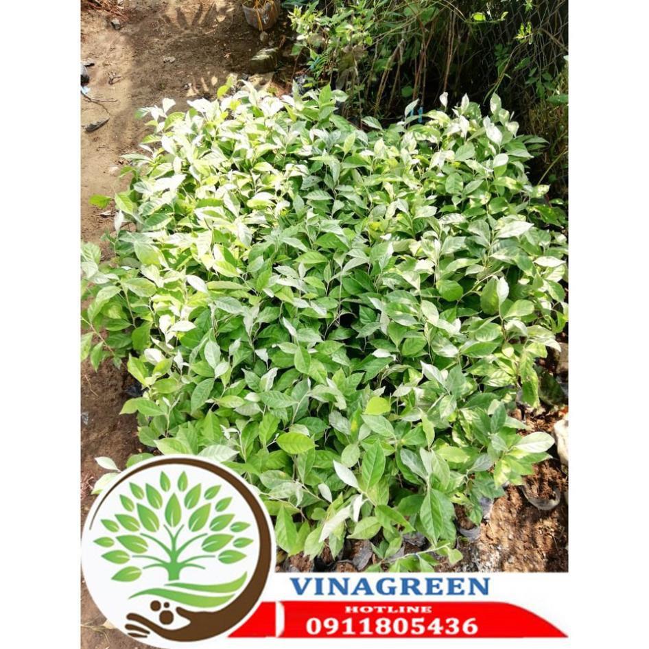 Sản phẩm Cây Ăn Trái cây nhót ngọt siêu quả