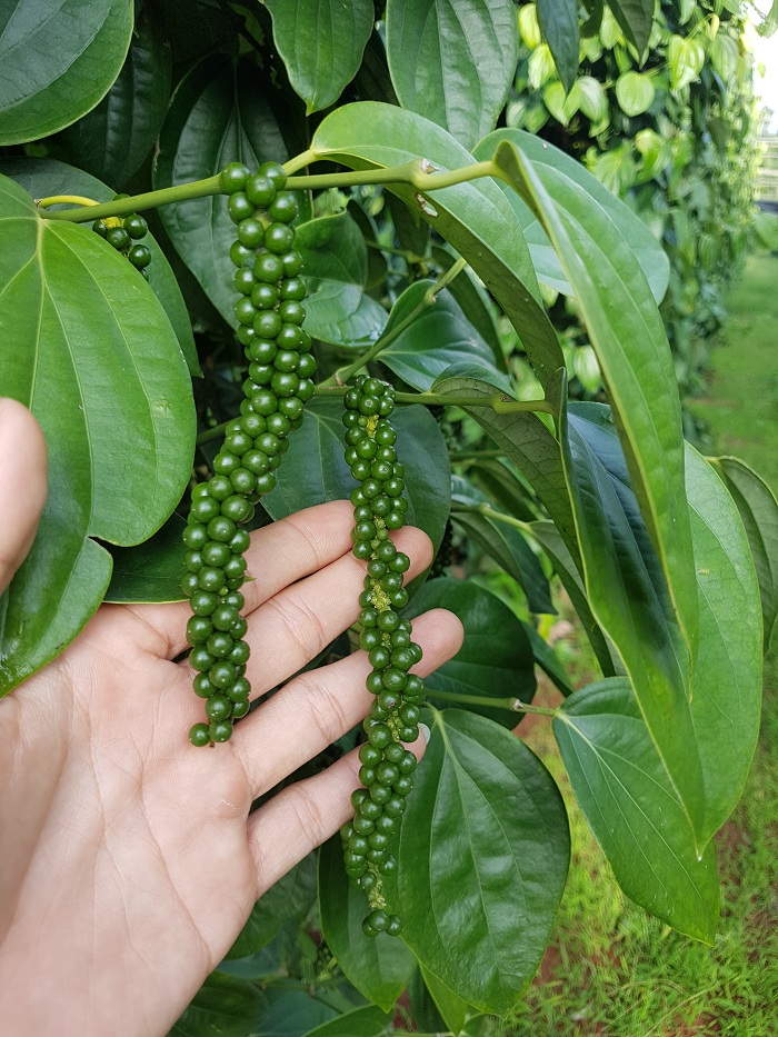 Tiêu giống Ăn Hạt