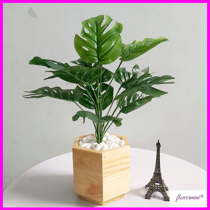 Chậu cây lá rùa giả 45cm để bàn trang trí xanh mát kèm chậu gỗ lục giác độc đáo Flowermini CGR-01