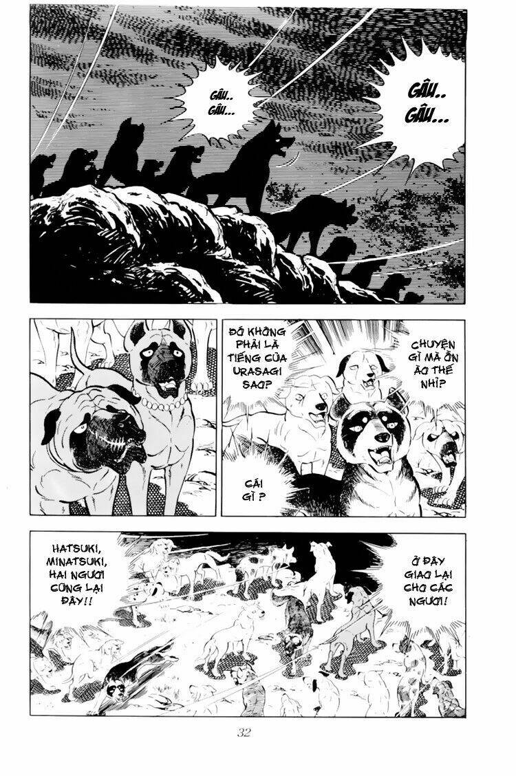 chú chó có nghĩa - ginga nagareboshi gin chapter 31 32