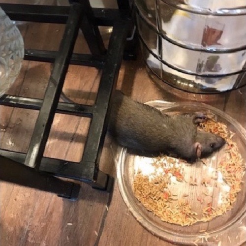 THUỐC CHUỘT THÓC CHẤU ĂN NGỬI CHẾT NHANH