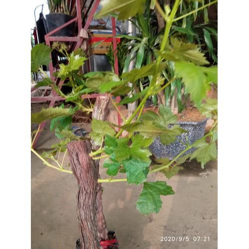 CÂY GIỐNG NHO XANH NINH THUẬN CHUẨN GỐC, SIÊU QUẢ , SIÊU NGON, SIÊU KINH TẾ, CAM KẾT GIỐNG CHUẨN F1 - CGNXNT