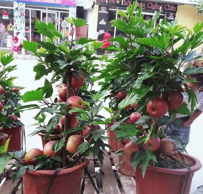 Cây táo đỏ lùn, cây táo đỏ lùn mỹ, giống táo to quả ngon ngọt cam kết chất lượng