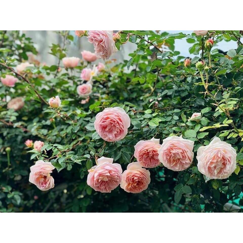 Abraham Darby cây thân gỗ dáng tree - Hoa hồng ngoại nhiều nụ đẹp