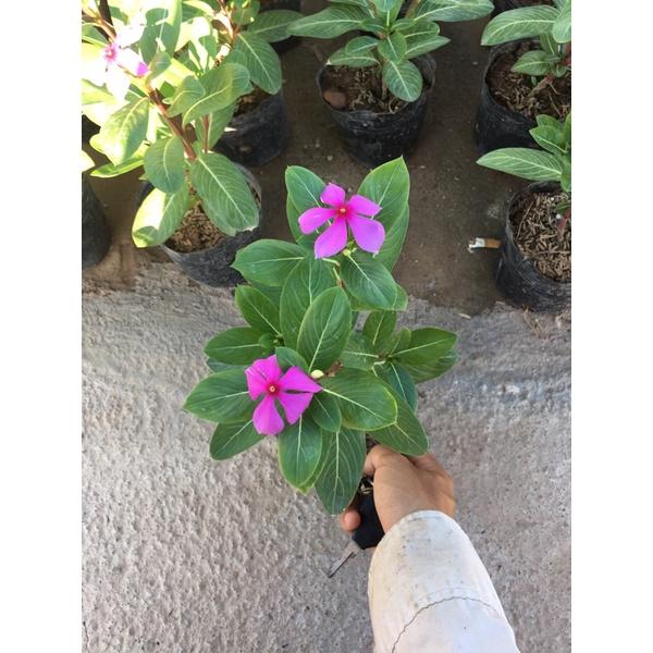 Hoa Dừa Cạn cây phát triển quanh năm đã có hoa và nụ