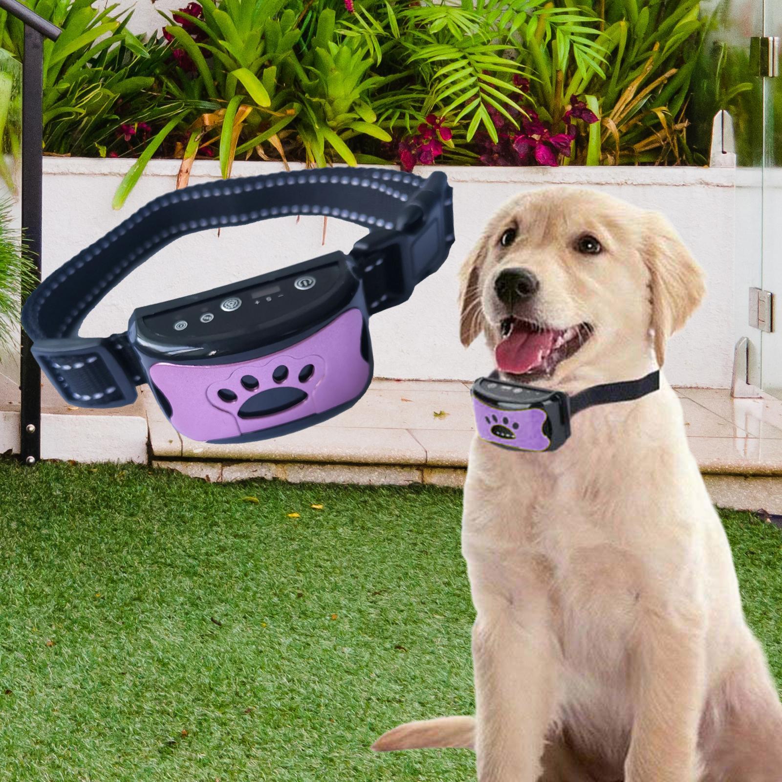 Collar for Dogs Sensitivity Stop for All Dogs
