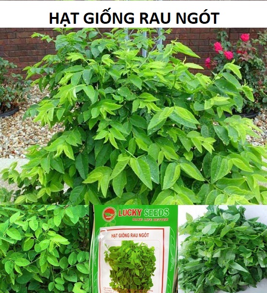 Hạt Giống Rau Ngót - Gói 1gr