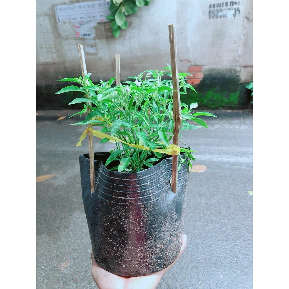 Bụi Ớt Hiểm