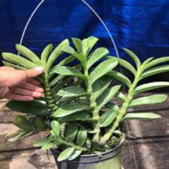 Hoa lan trầm tím thái lan