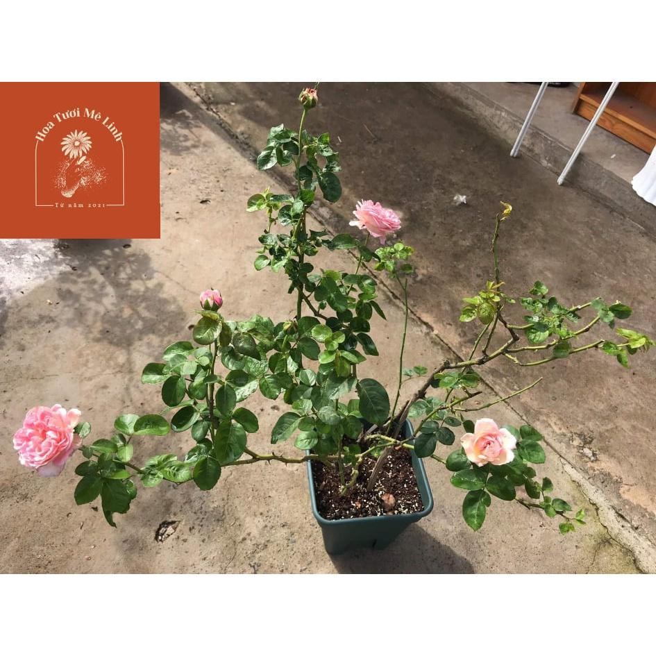 Siêu Phẩm Hoa hồng ngoại Aube Rose
