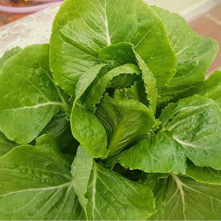 Hạt giống xà lách ROMAINE xanh CT98 - Gói 0.2gram