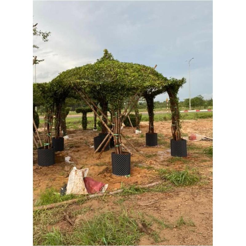 Bầu ươm V6 40cm 1 cuộn 50m dày 0.7mm