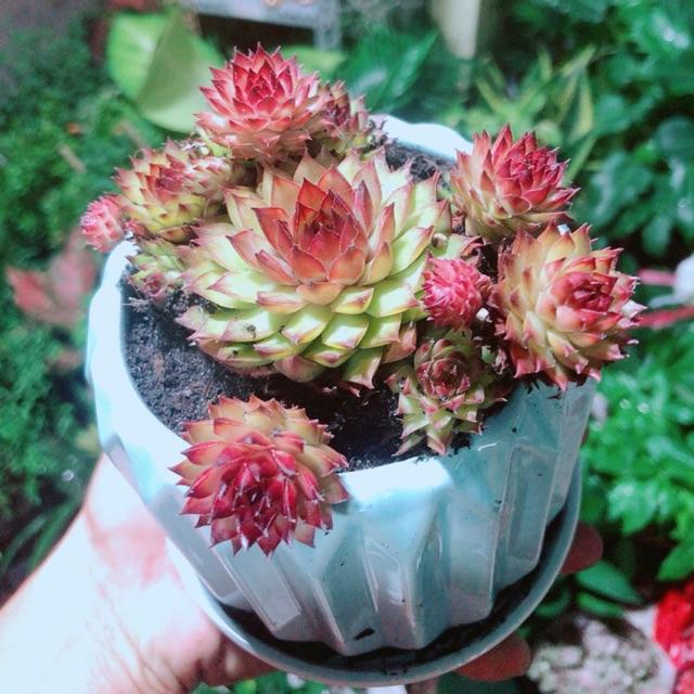 Chậu Cây Phật Bà Đỏ