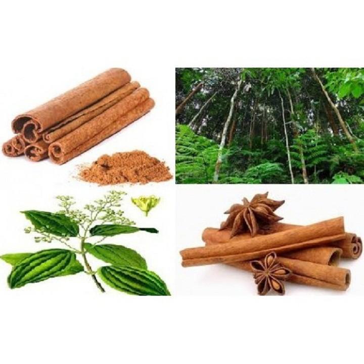 COMBO 2 BẦU CÂY QUẾ GIỐNG