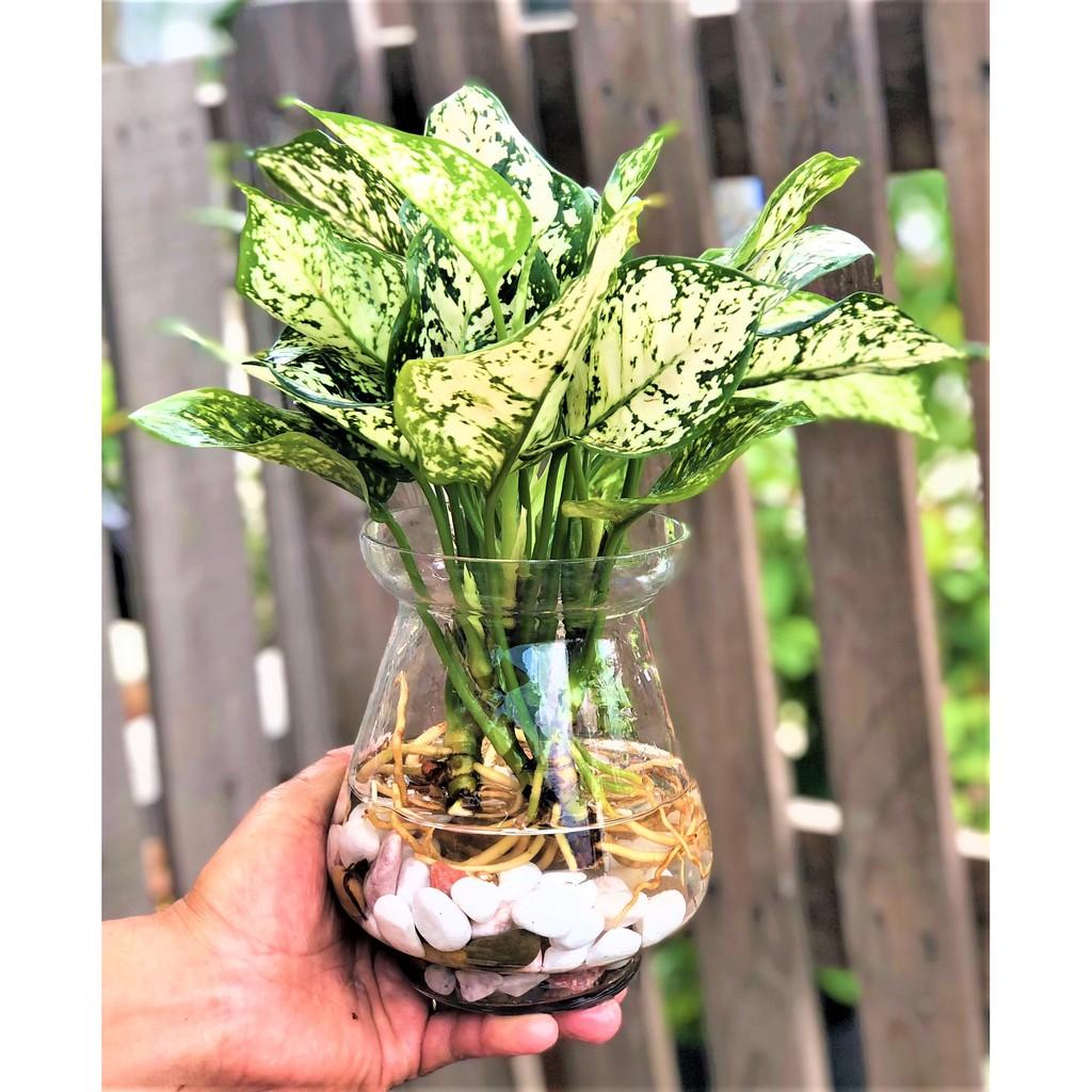 Chậu thủy tinh cây Vạn Lộc trắng thủy canh tặng kèm đá trang trí