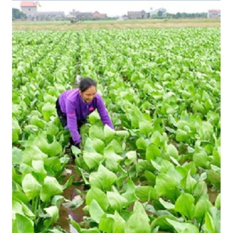 Hạt giống trạch tả - 50 hạt/gói