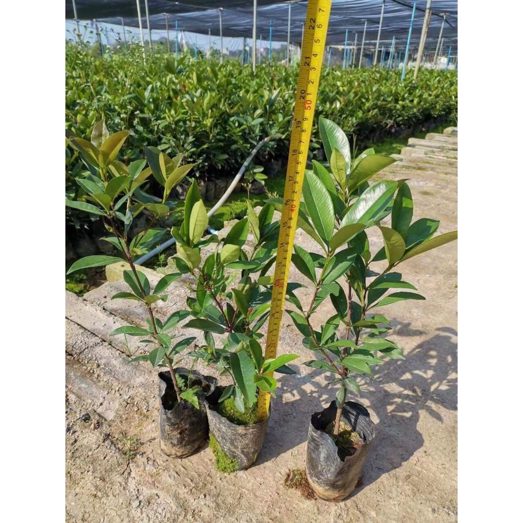 Cây cherry brazil 4 mùa chịu nhiệt cao 50cm