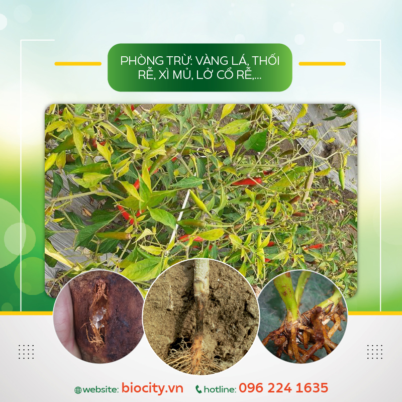 Phân thuốc sinh học về nấm trichoderma, nấm đối kháng, vàng lá, thối rễ - 1kg