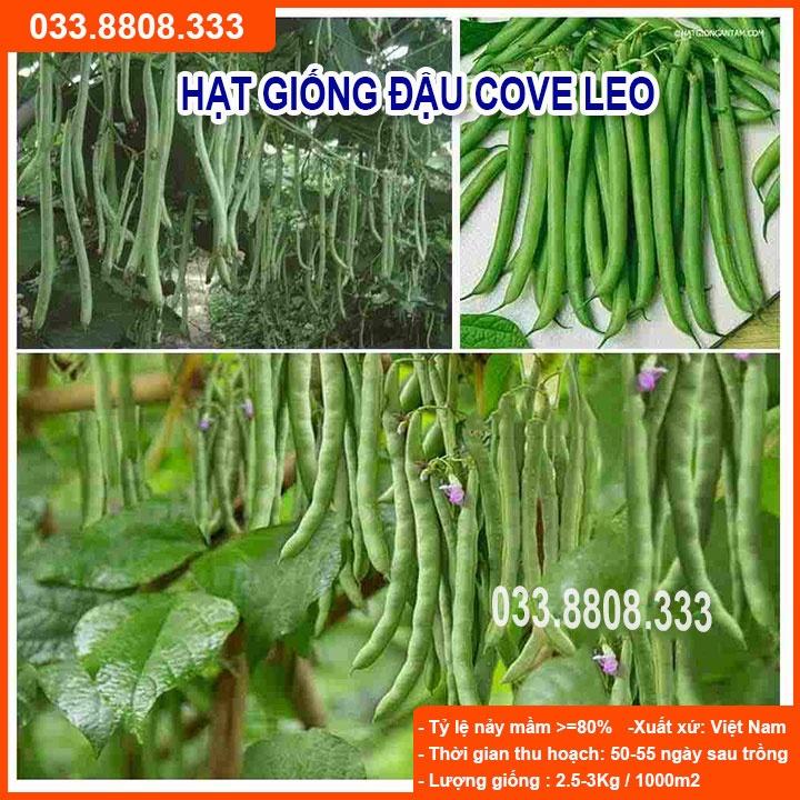 Hạt Giống Đậu Cove Leo 50gram -Giống Đẹp Giá Rẻ