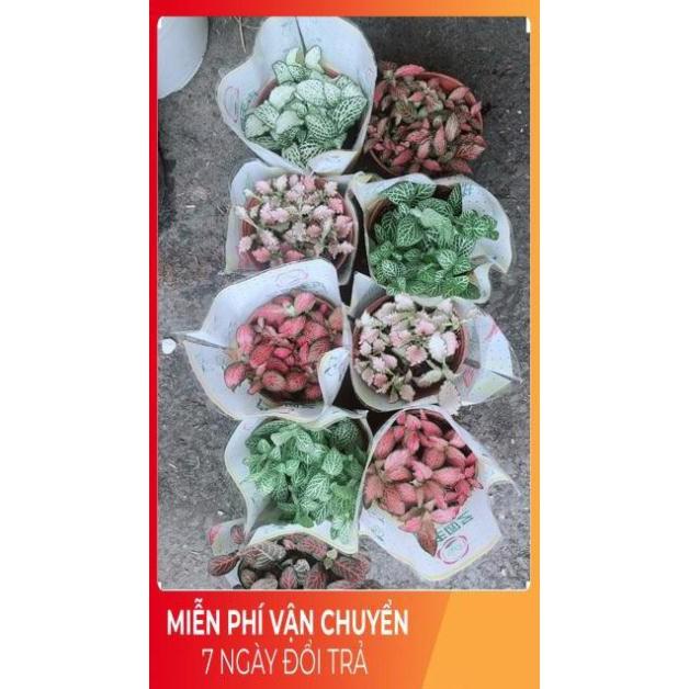 Cây Cẩm Nhung 35k