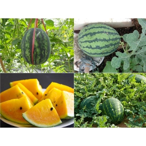 Hạt Giống Dưa Hấu Ruột Vàng -