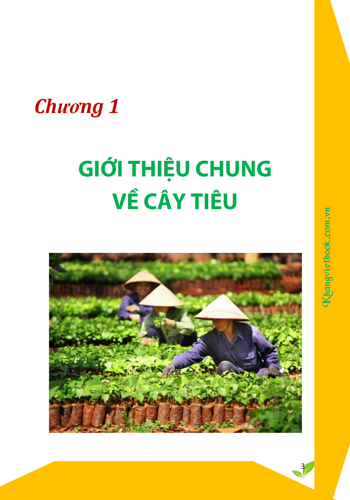 Bí Quyết Thành Công Kĩ Thuật Trồng Tiêu Hiệu Quả - KV