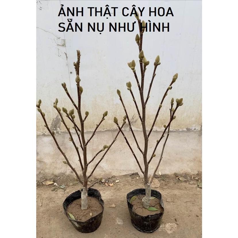 Hoa mộc lan chơi tết, Sẵn Nụ hoa chi chít, cây cao khoảng 1m