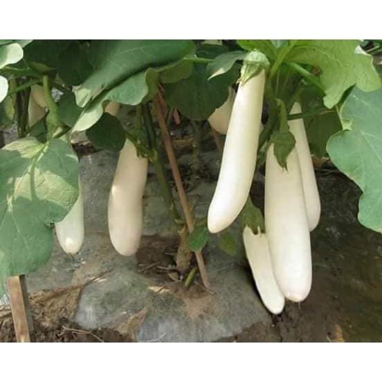 Hạt giống cà trắng lai F1 KNS340 - Gói 0.2gram