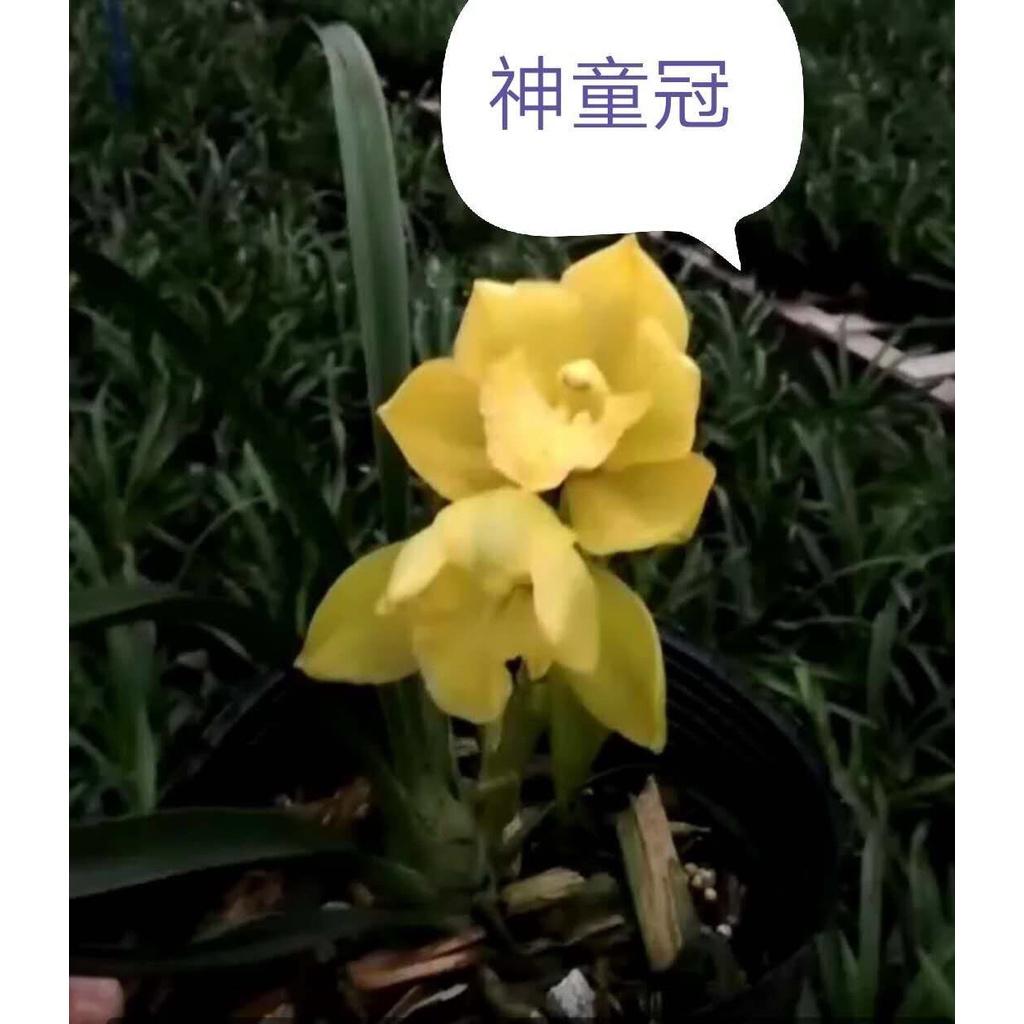 Địa lan lá biên phát tài đột biến- hoa tuyệt đẹp