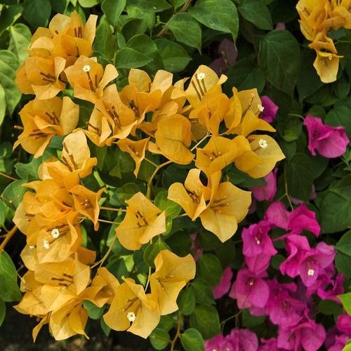 Hoa giấy màu vàng - chậu cây đang hoa, size cây to